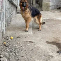 ژرمن شولاین ماده