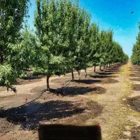 باغچه دیوارکشی درب سهمیه آب قطره ای نیم ساعت تهران