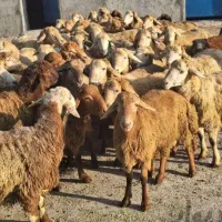 گوسفند زنده و خونی /بدون واسطه ودلال/با تخفیف ویژه