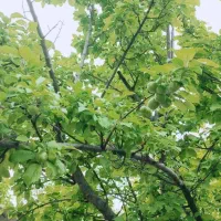 باغ پسته ۱۴۰۰۰متری محمودیان