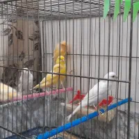 قناری جفت نر ماده اماده