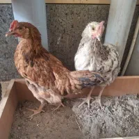 جوجه سرحال  و قبراق