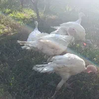 فروش ویژه بوقلمون گوشتی|حیوانات مزرعه|شاهرود, |دیوار