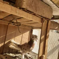 طوقی وشازده|پرنده|قم, نیروگاه|دیوار