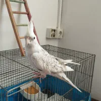 عروس هلندی