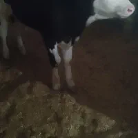 گوساله سیمینتال نراصل قرمز شرابی