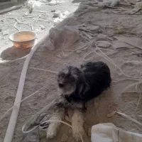 سگ پاکوتاه|سگ|شهرکرد, |دیوار