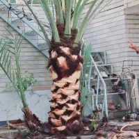 بریدن نخل هرس نخل گرته لقاح سمپاشی تقویت گردافشانی