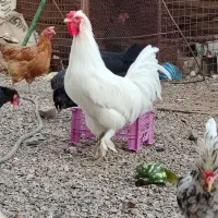 خروس جوان