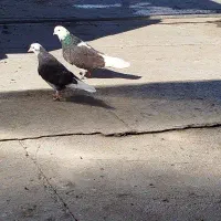 جوجه شازده گمشده