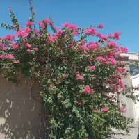 اجاره ویلایی پشت قلعه