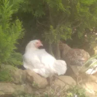 نیمچه مرغ و خروس