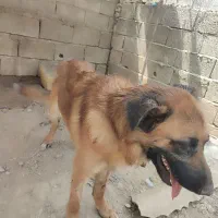 سگ دورگ ژرمن نگهبان ۱۵ ماهه