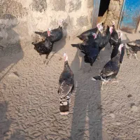 10عدد بوقلمون نر|حیوانات مزرعه|بازرگان, |دیوار