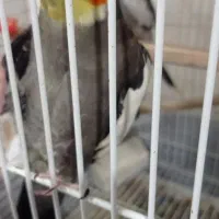 دو جفت عروس هلندی مولد چهار میلیون