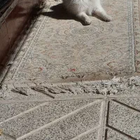 سگ پامرین سفید|سگ|مبارکه, |دیوار