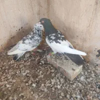 کله دم و شازده نر
