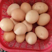 تخم مرغ محلی دورگ لاری