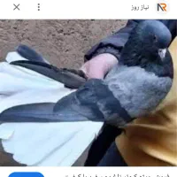 کوهی دم سفید