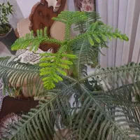 کاج مطبق سرحال زیر قیمت ۵۰۰تومان