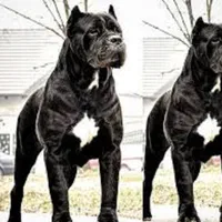 کن کورسو دوبرمن ژرمن سگ توله نر و ماده|سگ|تهران, دریا|دیوار