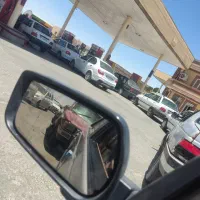 تخم بوقلمون نطفه دار