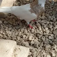 کبوتر|پرنده|چغادک, |دیوار