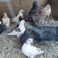 کبوتر کفتر|پرنده|پاکدشت, پاکدشت (مامازند)|دیوار