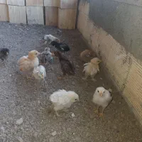 جوجه لاری و برهما
