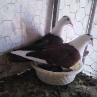 کبوتر کربلایی