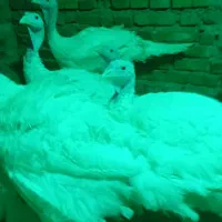 بُوقِلَمُون زنده وزن گوشتی