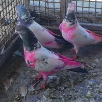 ۱۰ تا کبوتر پرشی مفت