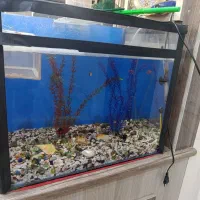 اکواریوم