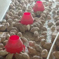 بلدرچین تخم گذار و گوشتی
