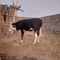 گاو آمریکایی