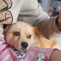 سگ پاکوتاه جذاب