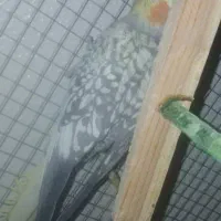 عروس هلندی با قفس|پرنده|شاهین‌شهر, عطار|دیوار