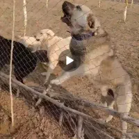 سگ پژدر