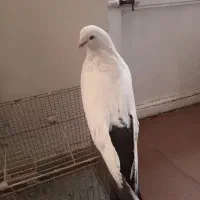 کبوتردم سیاه