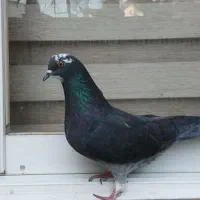 فروشی کبوتر|حیوانات|رشت, رودباری|دیوار