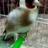 سهره نقش معاوضه