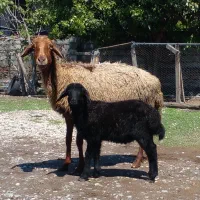 سه تاگوسفند بره دار برای داشتی وپرواری.ویه کشتاری