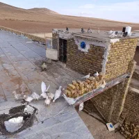 کبوتر زرد هفرنگ|پرنده|ضیاء آباد, |دیوار