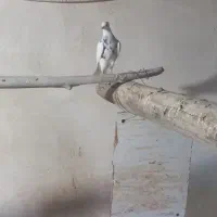 پرنده|پرنده|بهار, |دیوار