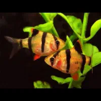 ماهی تایگر بارب در سالن پرورش ماهی دورنیکا|ماهی|مشهد, شفا|دیوار