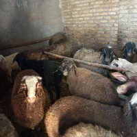 بره نر و ماده پاییزه