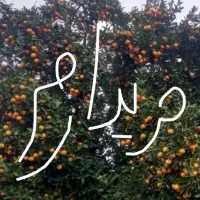 پرتقال محلی