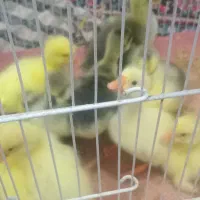 جوجه برهما لایت وجوجه قوغاز