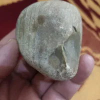 فسیل نایاب|کلکسیون اشیاء عتیقه|زنجان, |دیوار