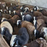 بره قوچ اصیل شال